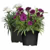 DIANTHUS TENN.GEM T9 NELKEN