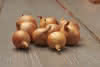 Zwiebel Golden Gourmet 500g Gr.7/14 Steckzwiebel Frühjahr