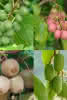 Actinidia in Sorten C 2 60 Kiwi