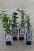 Clematis in Sorten C 2 60 Waldrebe