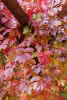 Parthenocissus qui.Engelmannii C 2 60- Haftscheiben Selbstklimmer