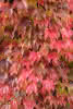 Parthenocissus tric.Veitchii C 2 60 Wilder Wein, selbstklimmemd