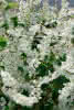 Polygonum aubertii C 2 60 Schlingknöterich