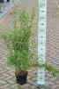 Fargesia murielae 'Super Jumbo'C5, 60-80 Gartenbambus
