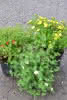 Potentilla in Sorten C 2,5 3040 Fünffingerstrauch