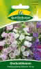 Glockenblume, Prachtmischung 