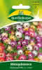 Mittagsblume, Mischung 