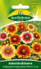 Kokardenblume, Großblumige Prachtmsg 