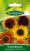 Sonnenblume, Herbstschönheit 
