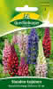 Stauden-Lupine, Russels Hybrid-Mischung 