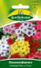 Flammenblume, Phlox Mischung 