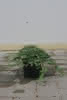 Juniperus hor. Glauca C1,5 15-20 Blauer Teppichwacholder