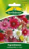 Papierblume, Mischung 