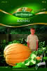 Kürbis, Atlantic Giant Premium