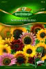 Sonnenblumen, Summertime Mischung Premium