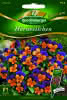 Hornveilchen, Sorbet Orange Duett Premium