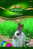 Ostergras Premium 