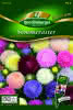 Sommerastern, Lady Coral Mischung Premium