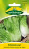 Zichoriensalat Zuckerhut 