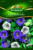 Glockenrebe, Glockenklang Premium