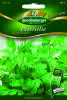 Petersilie, Gigante d"Italia Premium