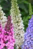Buddleja davidii in Sorten C 3 Spommerflieder
