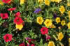 Calibrachoa Karneval 