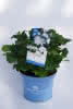 Hydrangea macr. 'The Bride' C 5 Bauernhortensie