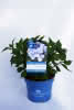 Hydrangea macrop. 'Twist-n-Shout' blauC5 