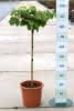 Viburnum plicatum Newport D 6 ha 40- Schneeball