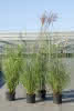 Miscanthus in Sorten C 5 China-Schilf