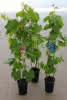 Vitis in Sorten C 3 80100 