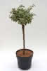 Euonymus fo Emerald Gaiety D 6 ha 40 Weißbunte Kriechspindel