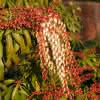 Prima Pieris japonica in Sorten C2 2530 Lavendelheide