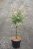 Salix integra Hakuro Nishiki D 6 ha 40- Weide, weißbunt