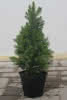Picea glauca 'Conica' C 1,5 Zuckerhutfichte