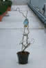 Corylus avellana Contorta C 3 60-80 Korkenzieherhasel