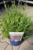Lavandula angustifolia 'Hidcote' C2 Lavendel