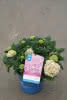 Hydrangea macr. Endless Summer *rosa* C5 Bauernhortensie