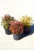 Spiraea japonica in Sorten C 2,5 30-40 Japanische Zwergspiere in Sorten