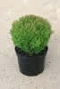 Thuja occidentalis 'Teddy' C 1,5 Thuja Teddy