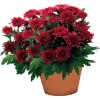 Chrysanthemen-Busch 15 cm Topf