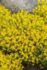 Genista lydia C 2 20-30 Balkan-Ginster