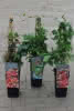 Parthenocissus in Sorten C 2 60 Wilder Wein
