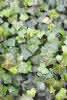 Hedera hibernica C 2 40-60 Efeu