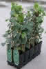 Hedera helix C 2 60 Gemeiner Efeu