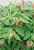 Lonicera henryi C 2 40-60 immergrünes Geissblatt, gelb-rot