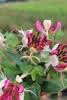Lonicera heckrottii C2 60 