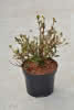 Azalea jap. Kermesina C2,5 25 30 