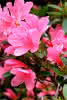 Azalea jap. Madame van Hecke C2,5 25 30 